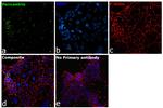 Pericentrin Antibody in Immunocytochemistry (ICC/IF)