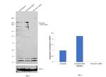 Pericentrin Antibody in Western Blot (WB)