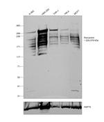 Pericentrin Antibody in Western Blot (WB)