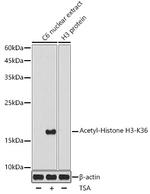 H3K36ac Antibody in Western Blot (WB)