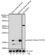 H3K36ac Antibody in Western Blot (WB)