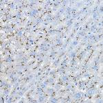 BRP44 Antibody in Immunohistochemistry (Paraffin) (IHC (P))