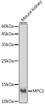 BRP44 Antibody in Western Blot (WB)