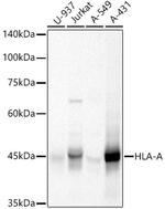 HLA-A Antibody in Western Blot (WB)