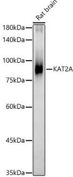 GCN5 Antibody in Western Blot (WB)