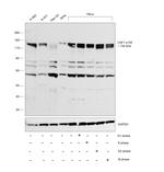 CAF1 p150 Antibody in Western Blot (WB)