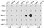 H3K27me1 Antibody in Dot Blot (DB)