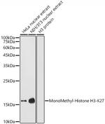 H3K27me1 Antibody in Western Blot (WB)