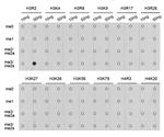 H3R2me2s Antibody in Dot Blot (DB)