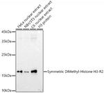 H3R2me2s Antibody in Western Blot (WB)