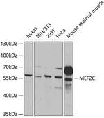 MEF2C Antibody in Western Blot (WB)