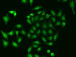 APE1 Antibody in Immunocytochemistry (ICC/IF)