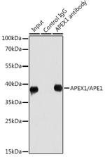 APE1 Antibody in Immunoprecipitation (IP)