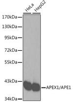 APE1 Antibody in Western Blot (WB)