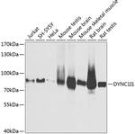 DYNC1I1 Antibody in Western Blot (WB)