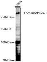 PIEZO1 Antibody in Western Blot (WB)