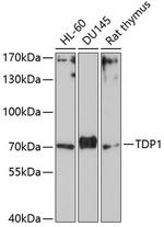 TDP1 Antibody in Western Blot (WB)