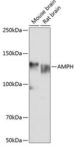 Amphiphysin Antibody in Western Blot (WB)