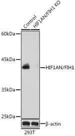 HIF1AN Antibody in Western Blot (WB)