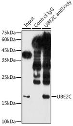 UBE2C Antibody in Immunoprecipitation (IP)