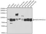 NSD3 Antibody in Western Blot (WB)