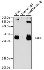 FADD Antibody in Immunoprecipitation (IP)