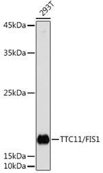 FIS1 Antibody in Western Blot (WB)