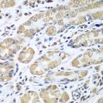 eIF1AX Antibody in Immunohistochemistry (Paraffin) (IHC (P))