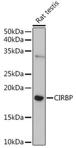 CIRBP Antibody in Western Blot (WB)