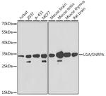 SNRPA Antibody in Western Blot (WB)