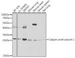 Calpain S1 Antibody in Western Blot (WB)