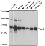 CCT3 Antibody in Western Blot (WB)