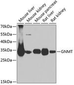 GNMT Antibody in Western Blot (WB)