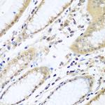 WDR48 Antibody in Immunohistochemistry (Paraffin) (IHC (P))