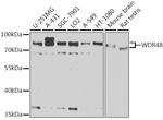 WDR48 Antibody in Western Blot (WB)