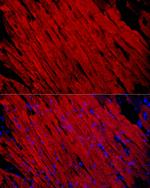 Myosin heavy chain 1 Antibody in Immunocytochemistry (ICC/IF)