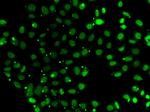 PC4 Antibody in Immunocytochemistry (ICC/IF)