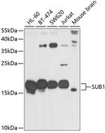 PC4 Antibody in Western Blot (WB)