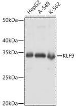 KLF9 Antibody in Western Blot (WB)