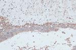 LC3B Antibody in Immunohistochemistry (Paraffin) (IHC (P))