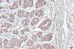 LC3B Antibody in Immunohistochemistry (Paraffin) (IHC (P))