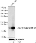 H3K9ac Antibody in Western Blot (WB)