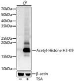 H3K9ac Antibody in Western Blot (WB)