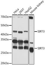 SIRT3 Antibody in Western Blot (WB)