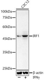 IRF1 Antibody in Western Blot (WB)