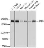 SAFB Antibody in Western Blot (WB)