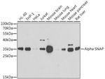 SNAP alpha Antibody in Western Blot (WB)