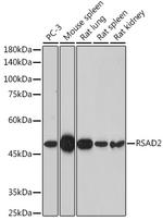 Viperin Antibody in Western Blot (WB)