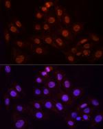 KPNA3 Antibody in Immunocytochemistry (ICC/IF)