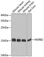 MSRB2 Antibody in Western Blot (WB)